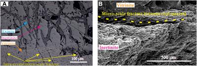Investigation of cleat and micro-fracture and its aperture distribution in the coals of different ranks in North China: Relative to reservoir permeability